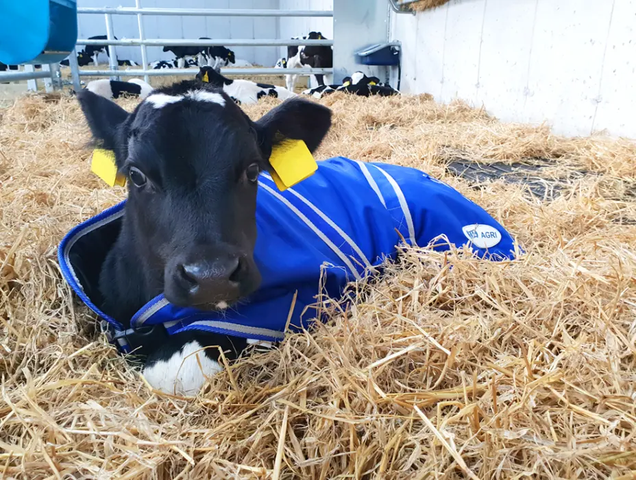 JFC Agri calf jacket in blue with reflective stripes on a calf in straw bedding (Large, 85cm CJ-02).