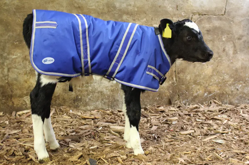 JFC Calf Jacket, blue with reflective trim, 75cm (CJ-01), JFC Agri.