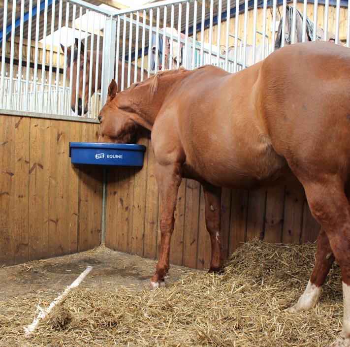 JFC Corner Feeder blue mounted on a stable corner; horse feeds from the feed retention lip.