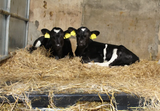 Calf Slat - Black (SL09-1) with two black-and-white calves resting on straw in a barn pen