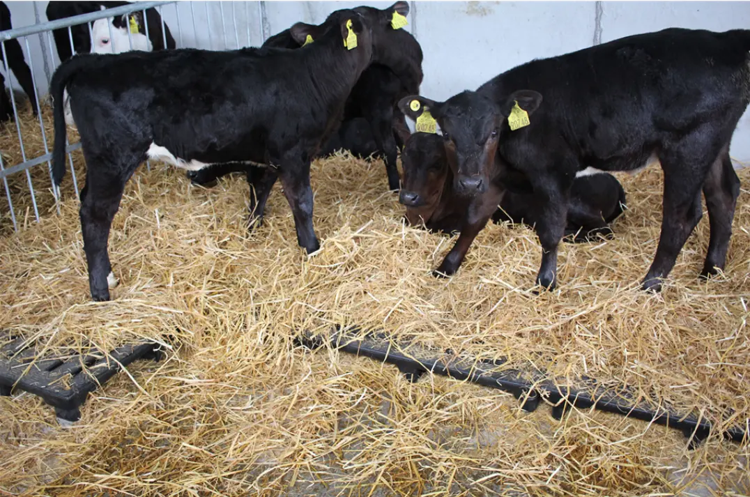900mm x 1200mm Calf Slat - Black for livestock feeders, JFC Agri.
