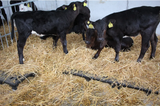 900mm x 1200mm Calf Slat - Black for livestock feeders, JFC Agri.