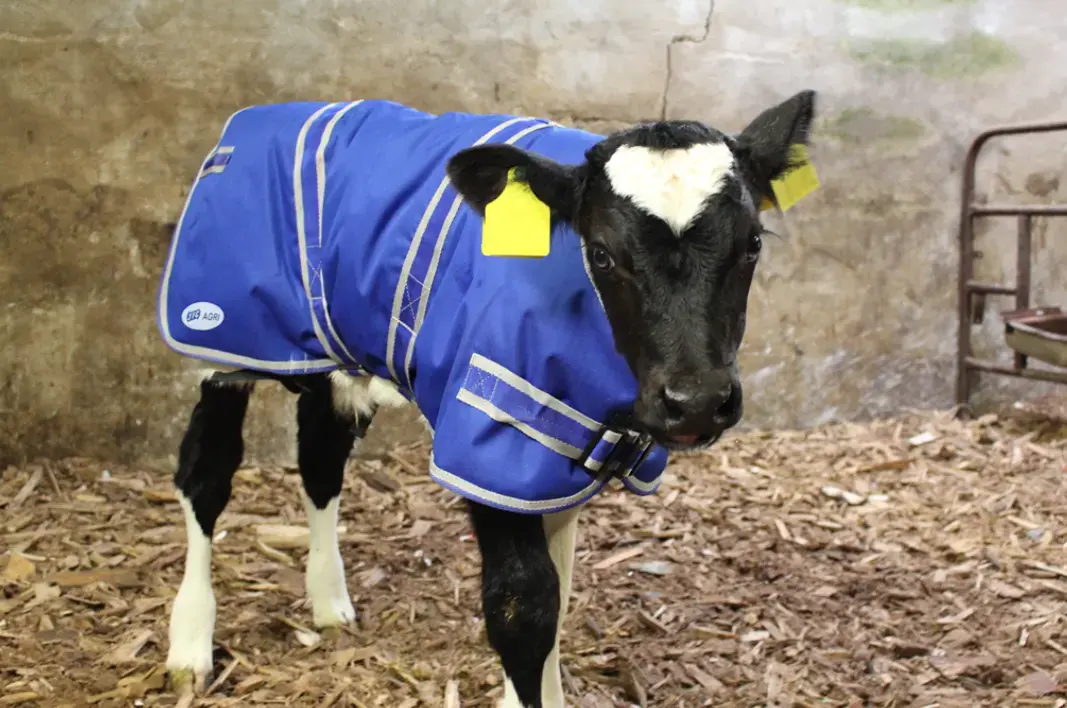 JFC Calf Jacket, blue, medium 75cm (CJ-01); by JFC Agri.