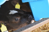 6 Teat Compartment Calf Feeder - blue plastic, starter teat, in use with calves.