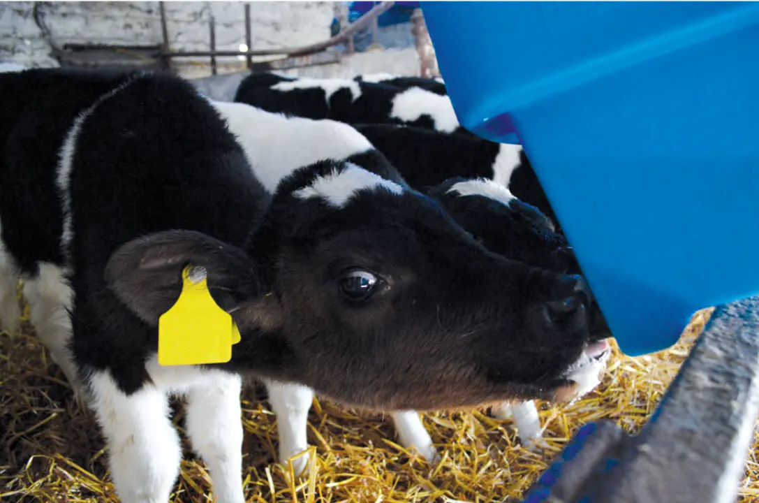 Blue 6-teat calf teat feeder in straw bedding with a tagged calf nearby.