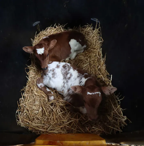 Large individual calf crib with two brown-and-white calves resting on straw bedding