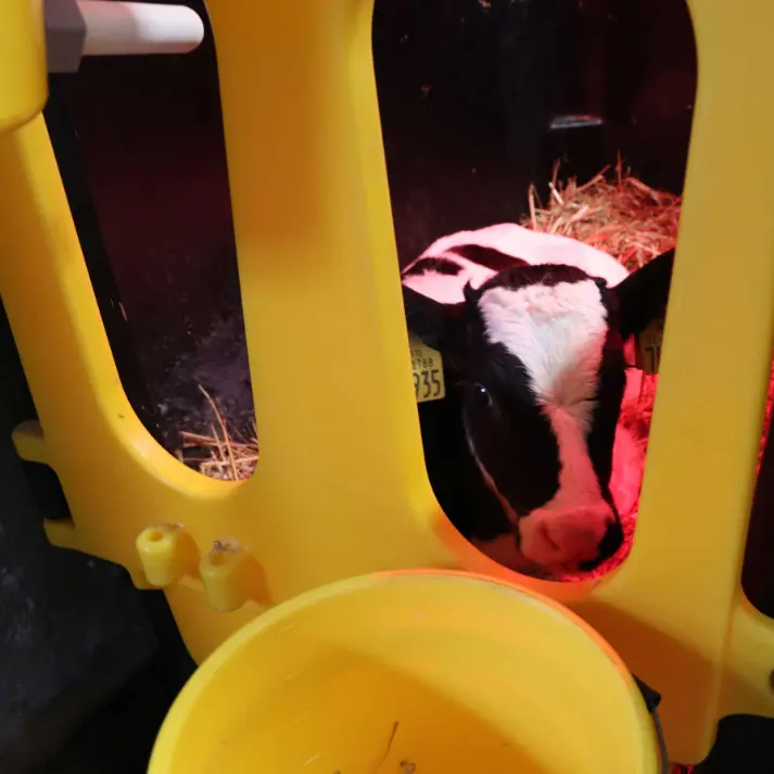 JFC Agri calf isolation unit in yellow plastic housing with bunded tray and a single black-and-white calf on straw.