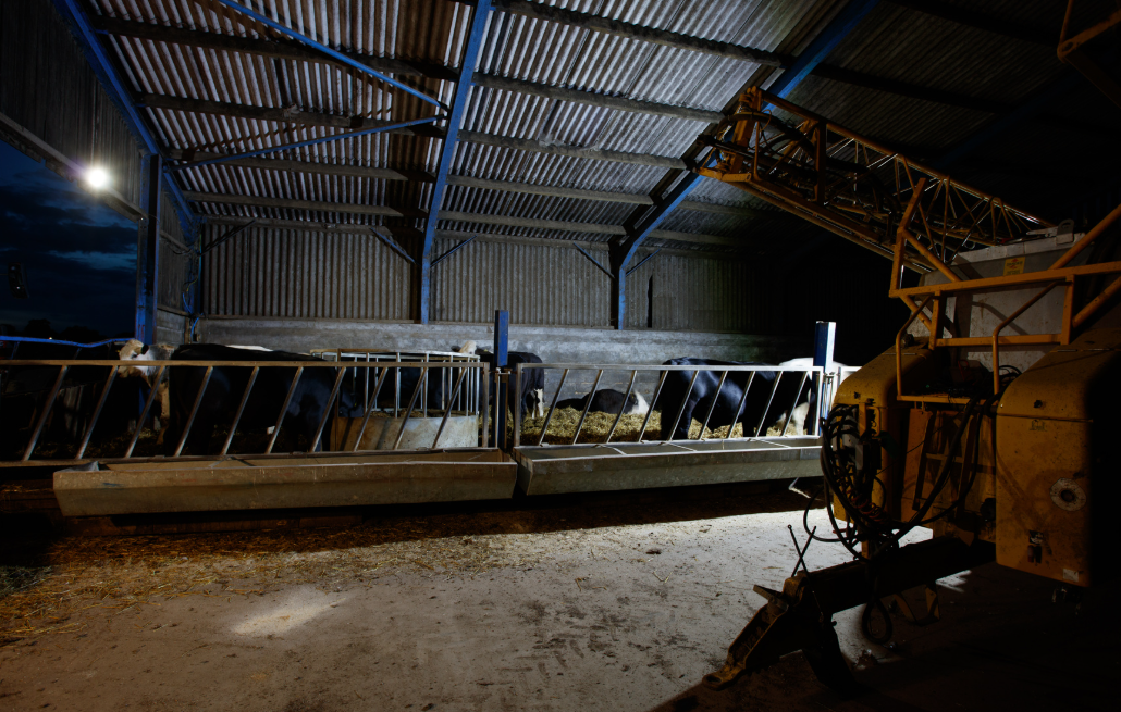 JFC Agri Helios solar floodlight 4800lm 30W indoors in a barn lighting cattle feeding area.