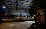JFC Agri Helios solar floodlight 4800lm 30W indoors in a barn lighting cattle feeding area.