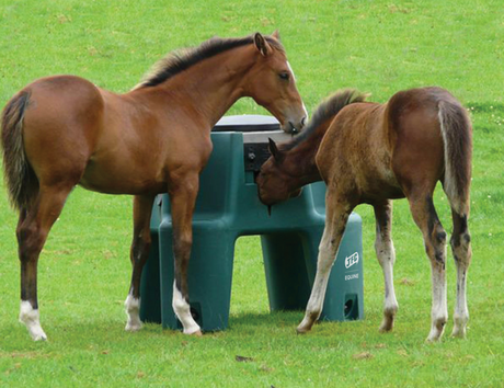 JFC Ringfort Foal Creep Feeder by JFC Agri, green plastic 4-port field feeder; two horses feeding