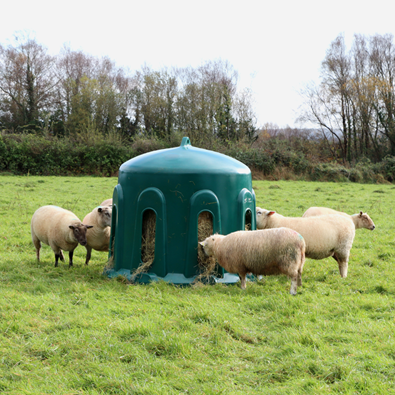 JFC Sheep Haybell round bale feeder, green, 8-port, in a field with grazing sheep.