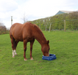 JFC Square Floor Feeder Blue by JFC Agri for horses in stable or paddock; promotes natural grazing (EQ4-1)