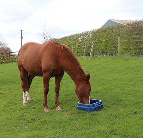 JFC Square Floor Feeder Blue by JFC Agri for horses in stable or paddock; promotes natural grazing (EQ4-1)