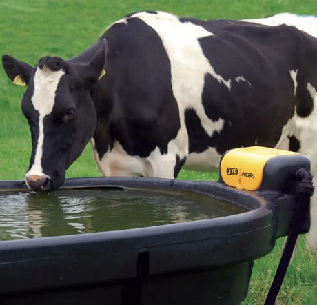 Water trough, JFC Agri 1000L oval fast-fill, black with yellow valve, cow drinking nearby