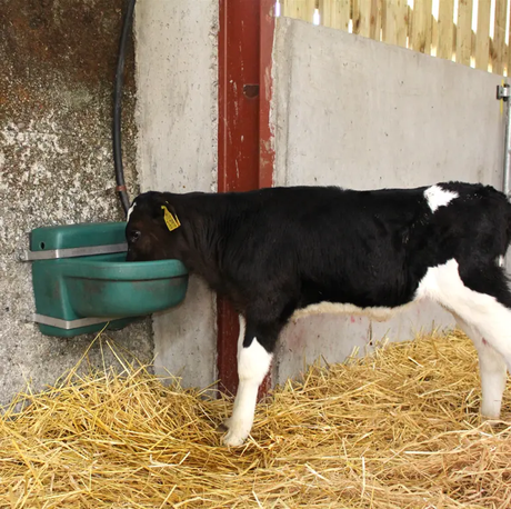 JFC Agri 16L green drinking bowl with brass float valve mounted on barn wall; a calf drinks from it.
