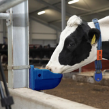 Blue JFC Agri Micro Drink Bowl mounted on a metal frame; cow drinking from livestock waterer