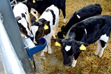 JFC Agri Micro Drink Bowl Blue with brass float valve for livestock waterers; cattle drinking.