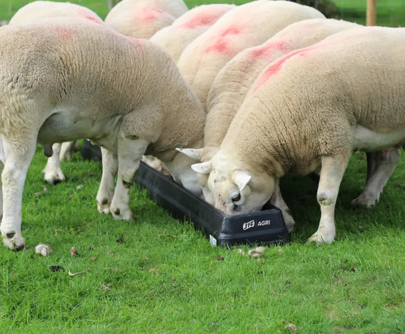 6ft Ground Feed Trough by DGT Agri, black livestock feeder for sheep