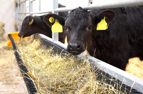 JFC Agri Corri Feed Trough 2000x375mm (110L) ground feed trough by DGT Agri; cows feeding hay.