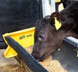 JFC Agri Corri Feed Trough, yellow 2000mm x 300mm, 70L livestock feeder