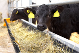 JFC Agri Corri feed trough, metal 2000mm x 225mm, 40L ground feeder