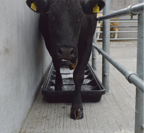 Footbath JFC Agri 2.5m interlocking unit with smooth base for cow and sheep hoof care; cow in pen.