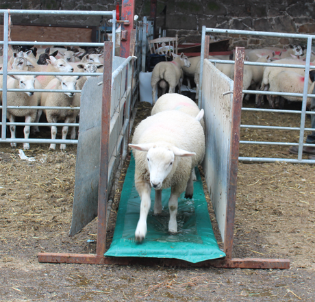 Footbath mat for sheep; white sheep walking on a green mat between metal rails, flock nearby