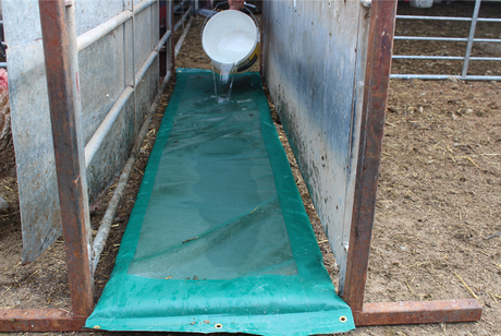 Footbath foam mat for sheep, green JFC Agri 530 x 2380mm, low-stress hoof treatment