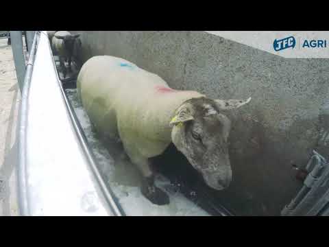 JFC Agri 2.4m Interlocking Sheep Footbath Ribbed Base | Hoof & Claw Disease Treatment | FB5