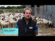 JFC Agri Sheep Footbath Foam 530 x 2380mm | Low-Stress Hoof Treatment Mat | FBF01