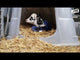 JFC Agri Large Single Calf Hutch White With Rear Door | Individual Calf Housing Up To 12 Weeks | CH110