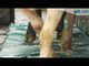 JFC Agri Sheep Footbath Foam 530 x 2380mm | Low-Stress Hoof Treatment Mat | FBF01